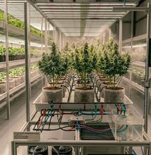 10 Top Tips for Cleaning Your Hydroponic Systems After Harvest