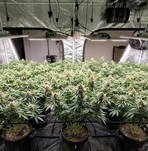 What Is the Best Strain for Short Plants and High Yields?