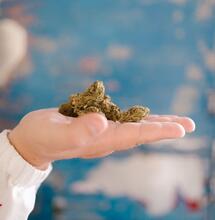 Cannabis Genetics Trends for 2024