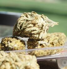 Germany introduces restrictions on online medical cannabis sales