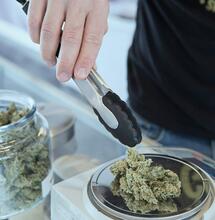 Germany ready to roll out pilot trial for recreational cannabis.