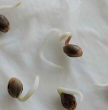 Cannabis Seeds