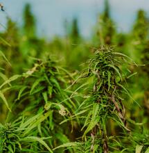 Gift im Weed: Warum biologischer Pflanzenschutz beim Eigenanbau essentiell ist