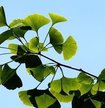 L’autre plante du mois : le Ginkgo biloba