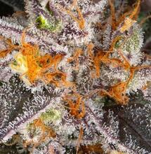 Girl Scout Cookies – eine Demonstration von Stärke