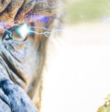 Gorilla Glue # 1: L'ultima varietà di Zamnesia che ti mette KO