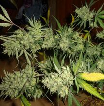 Le gouvernement Macron intensifie sa lutte contre le cannabis