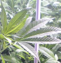 Graines et Clones dans les pays germanophones