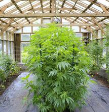 Piante grandi vs piante piccole: le dimensioni contano?