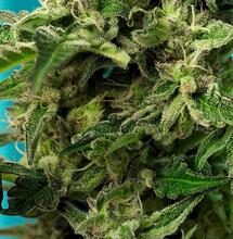 Green Poison F1 Fast Version® (SWS41)