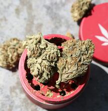 grinder rojo con cogollos de marihuana