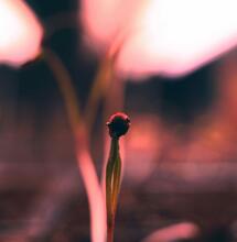 Grow Lights: PAR Explained