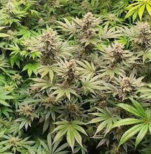 Pays-Bas : l’expérience de culture règlementée à nouveau retardée