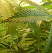 La première culture de cannabis médical autorisée en France