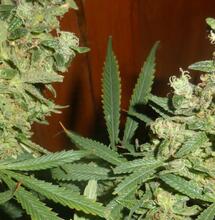 Cultiver des plantes dans le noir ! 