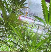 Growbox - na co zwrócić uwagę?