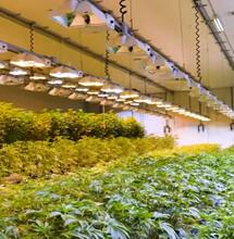 Growers Network : les Jungle Boys