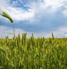Growing Cannabis Could Boost British Farming, says MP