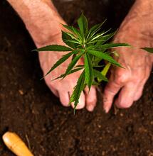 How To Lower Costs Growing Indoors