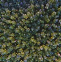 Grzyb z liści konopi. Przeciwutleniacze i ślad kannabinoidów