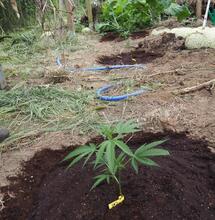Guano de murciélago en el cultivo de marihuana 