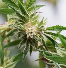 Guía imprescindible para planificar cultivo de marihuana 2025