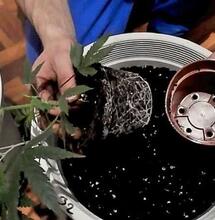 Guía Completa para el Trasplante de Marihuana: Cuándo y Cómo