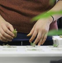 Guía Completa sobre el Cultivo Hidropónico de Marihuana