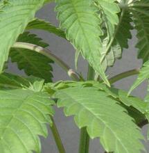 Tu marihuana favorita ad infinitum: cómo escoger una ganadora