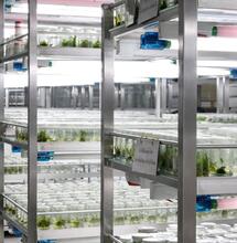 Résistance variétale : l’avenir du cannabis face au HLVd