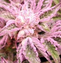 close up forbidden dream