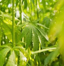 Donald Trump Signs Bill Banning Most Hemp Product