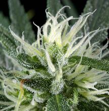 Hawaiian Snow - starcie z hawajskim śniegiem