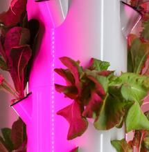 Hdroponie vs. pěstování konopí v substrátu