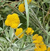 Helichrysum umbraculigerum : une source inédite de Cannabinoïdes