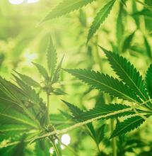 What's the Difference Between Hemp and Cannabis?