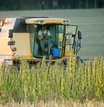 Pakistan nuova frontiera del CBD, inaugurata prima fattoria