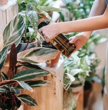 Hemp has Potential as a Pesticide