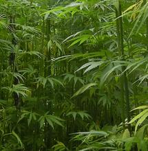 USA : interdiction des produits THC issus du chanvre