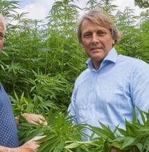 Legale hennepteelt op een Erpse akker