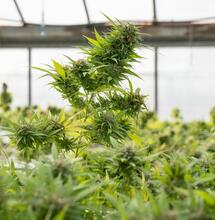 Híbridos, variedades y horas de luz en el cannabis.