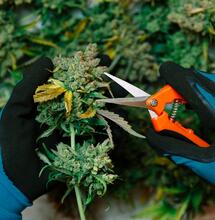 Cannabis fatta in casa, la nuova frontiera del business
