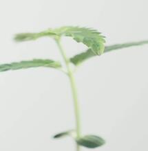 Regimen lumínico para germinación y plántulas de cannabis.