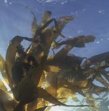 L’autre plante du mois : le Kelp
