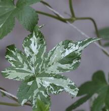 L’autre plante du mois : le Houblon