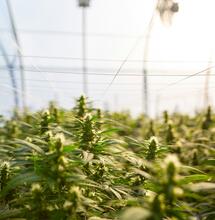 Sustainable Cannabis: Reducing the Environmental Impact of Growing