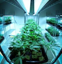 How Does Carbon Filtering Work in the Grow Room?