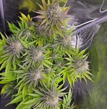 What is Translocation in Cannabis and Why is it Important?