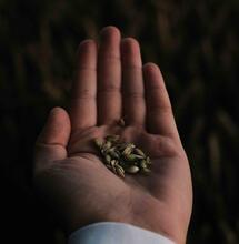 How to Properly Store Cannabis Seeds