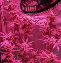 How to Grow Blue Dream